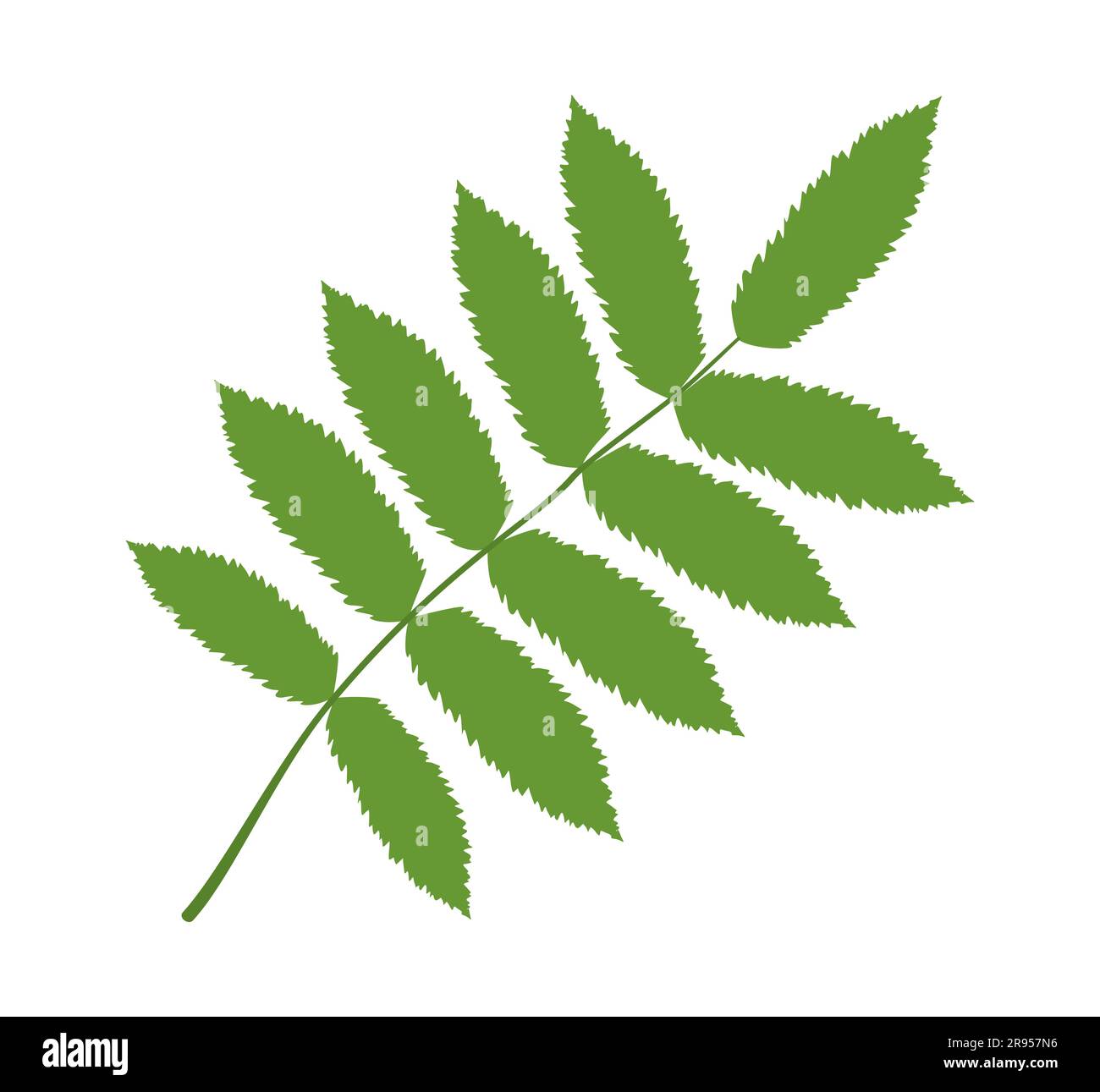 Vector illustration of a green rowan leaf on a white background Stock Vector