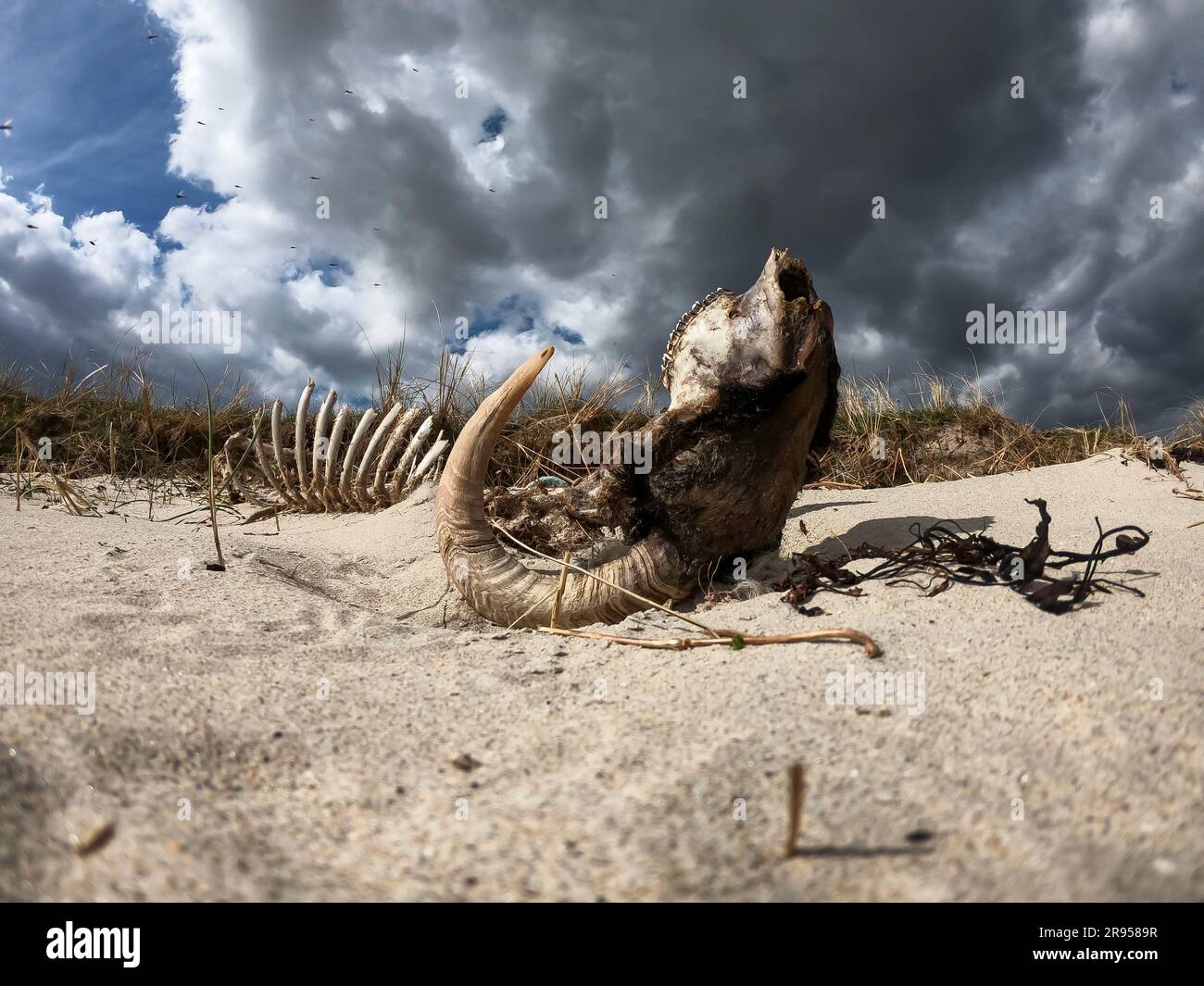 Dramatic timelapse of ram skeleton lying upside down on dry sand. Stock Photo