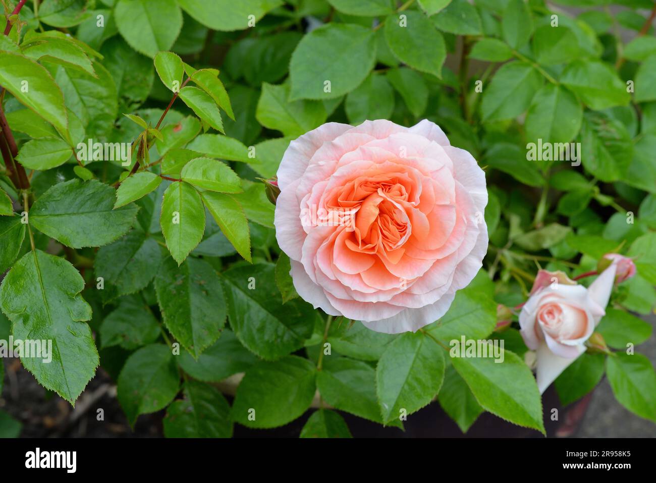 Close up of the bush rose 'It's a Wonderful Life', rose of the year 2022 Stock Photo