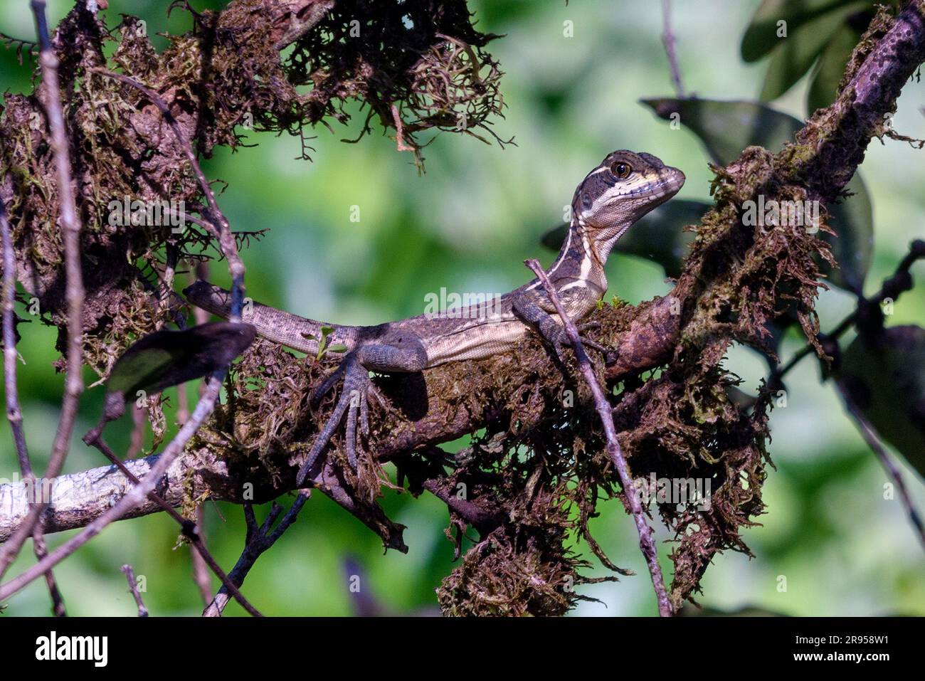 Common basilisk (Basiliscus basiliscus, female) from Piedras Blancas National Park, Costa Rica. Stock Photo