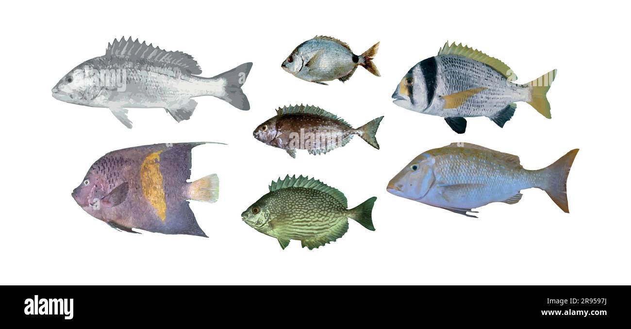 Set of 7 realistic fish showing aquatic animals from Arabian Gulf sea in Bahrain, Oman, Qatar, Kuwait, and Saudi Arabia Stock Vector