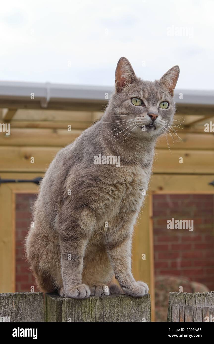 adorable tabby cat sitting on the garden fence Stock Photo - Alamy