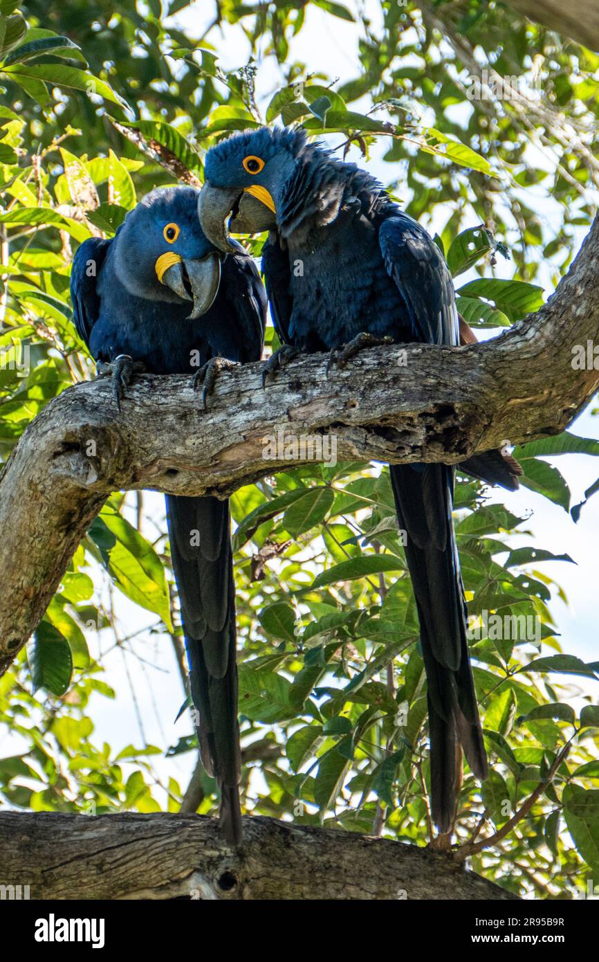 Big blue Ara ararauna in the dark green forest habitat in Pantanal