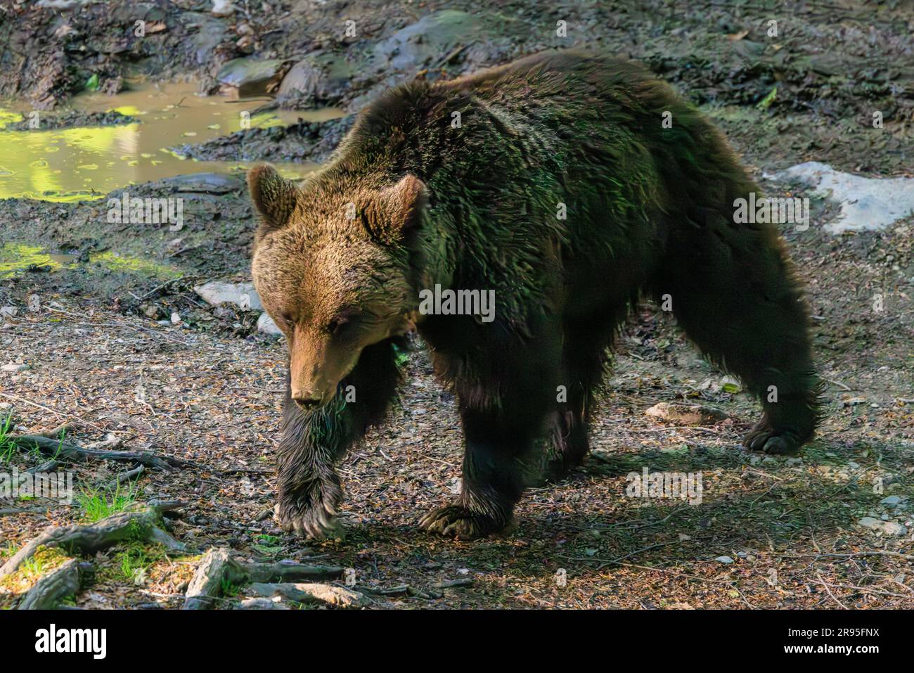 adult female brown bear walking with her front paw extended and claws out seen on bear watching tour in slovenia Stock Photo
