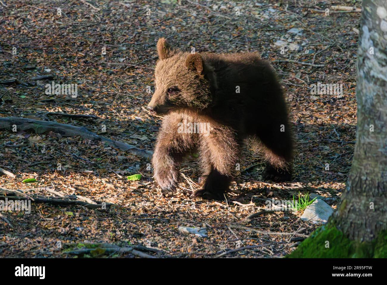 cute bear cub walking in a forest clearing at twilight on a bear watching tour in slovenia Stock Photo