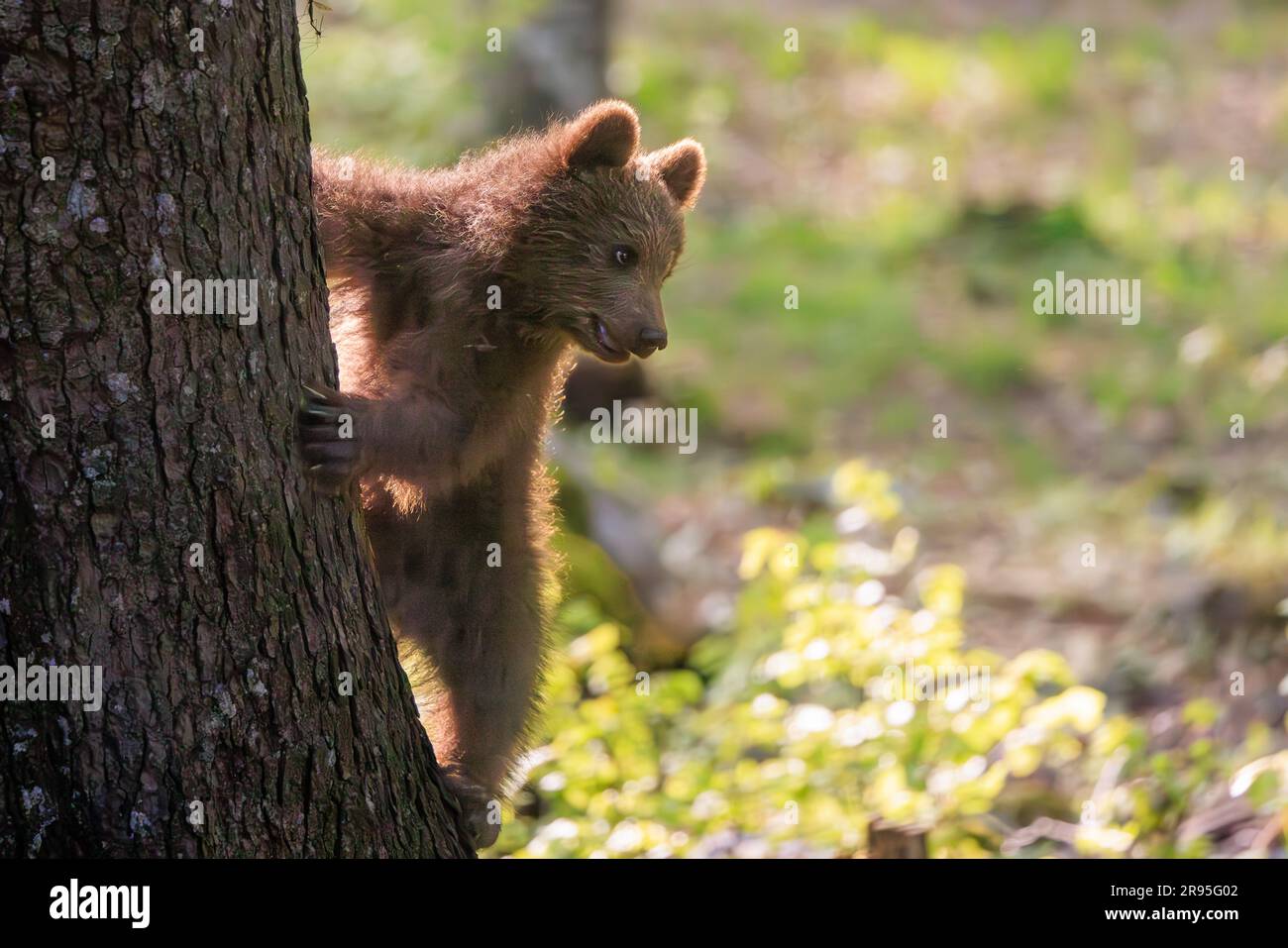 cute european brown bear cub climbing a tree and on the look out on a bear spotting tour in slovenia Stock Photo