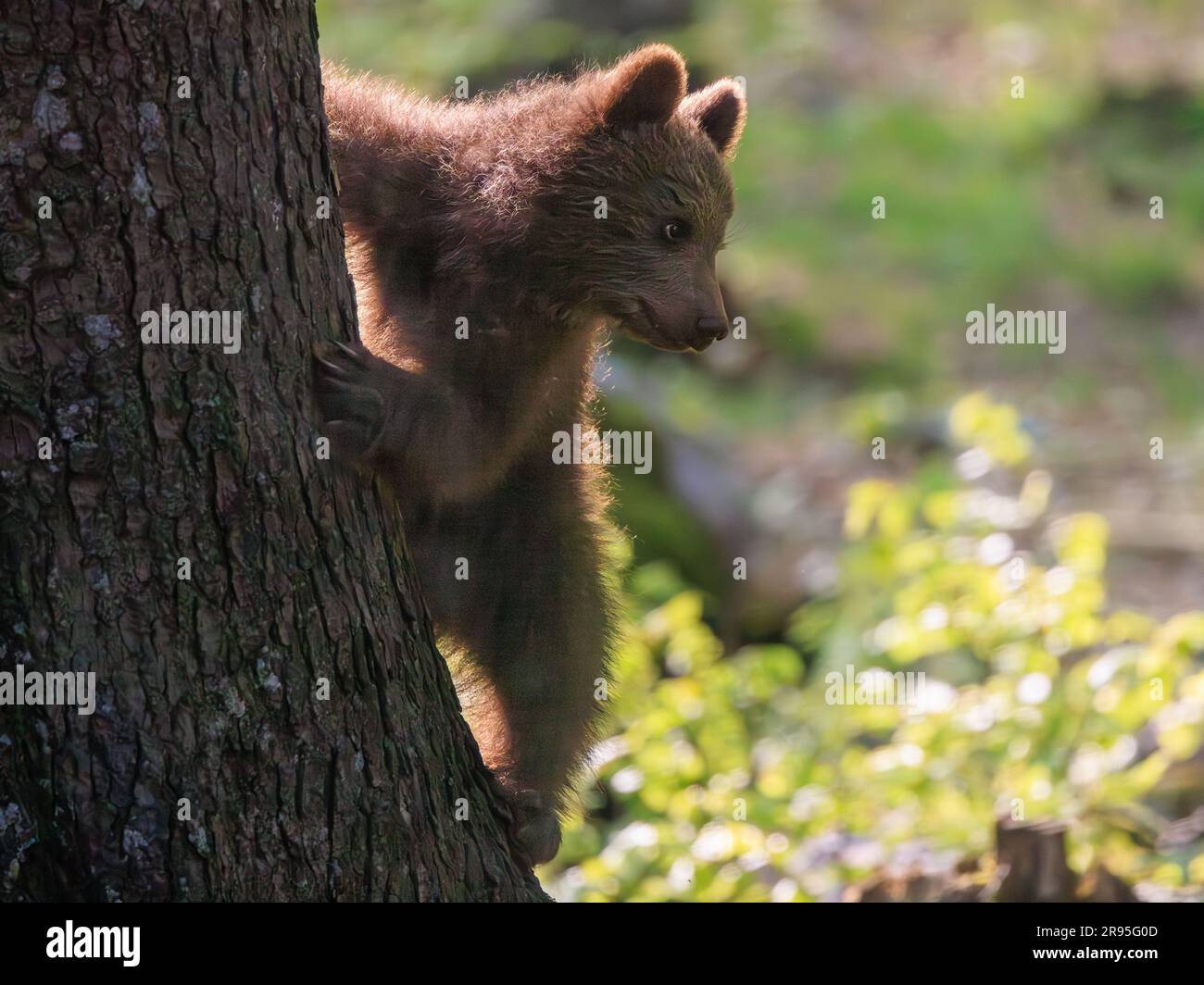cute european brown bear cub climbing a tree and on the look out on a bear spotting tour in slovenia Stock Photo