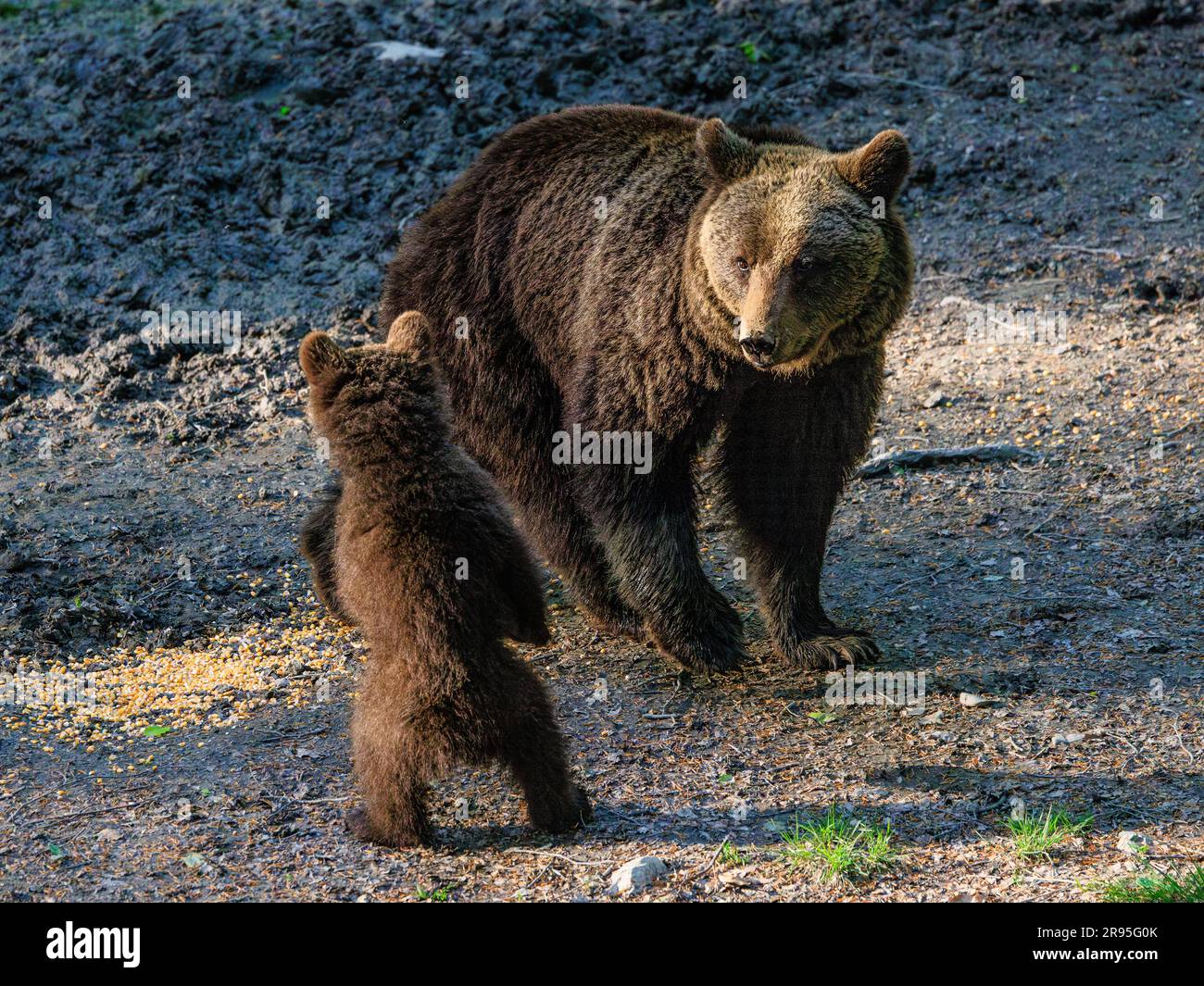 adult female brown bear watches her bear cub standing upright in evening sunlight on bear watching tour in slovenia Stock Photo