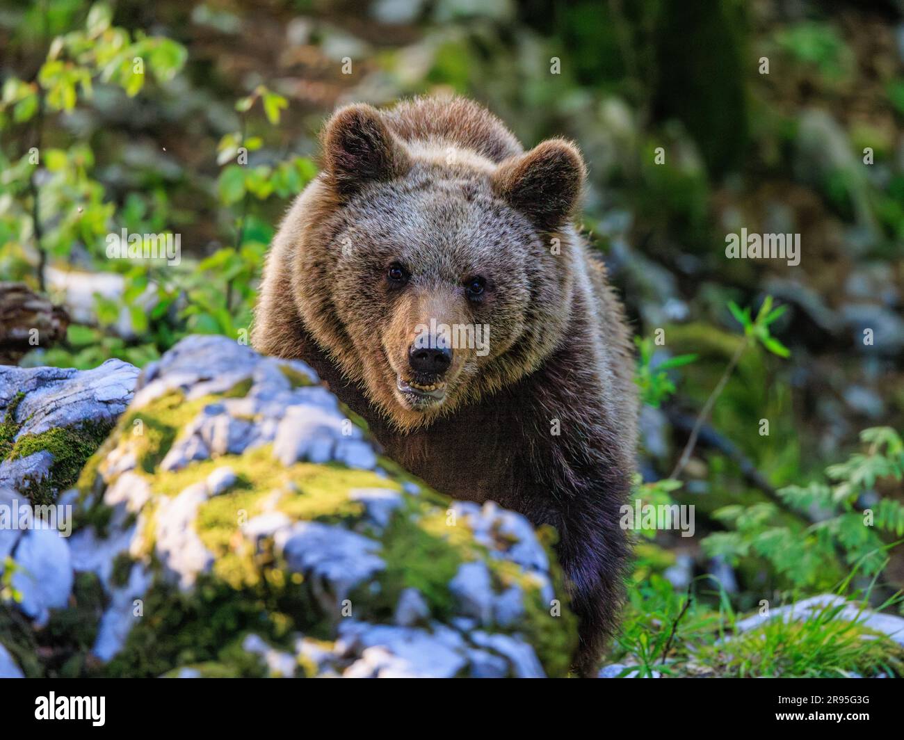 female european bear standing on all fours facing the camera looking over a pile of mossy rocks Stock Photo