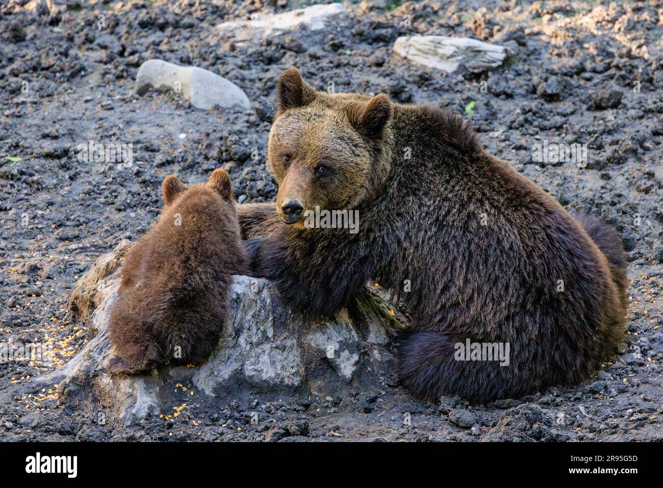 female european brown bear looks at the camera as her cub carries on eating on a bear spotting tour in slovenia Stock Photo
