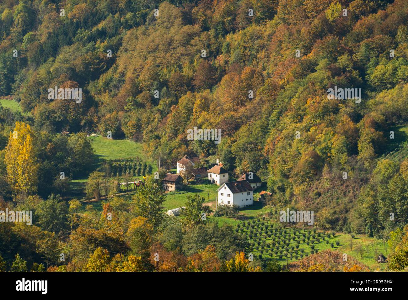 Panorama autumn forest road hi-res stock photography and images - Alamy