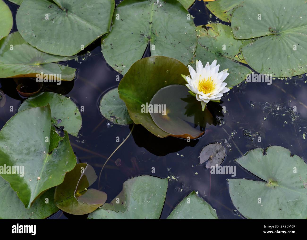 Lily pad floating on top hires stock photography and images Alamy