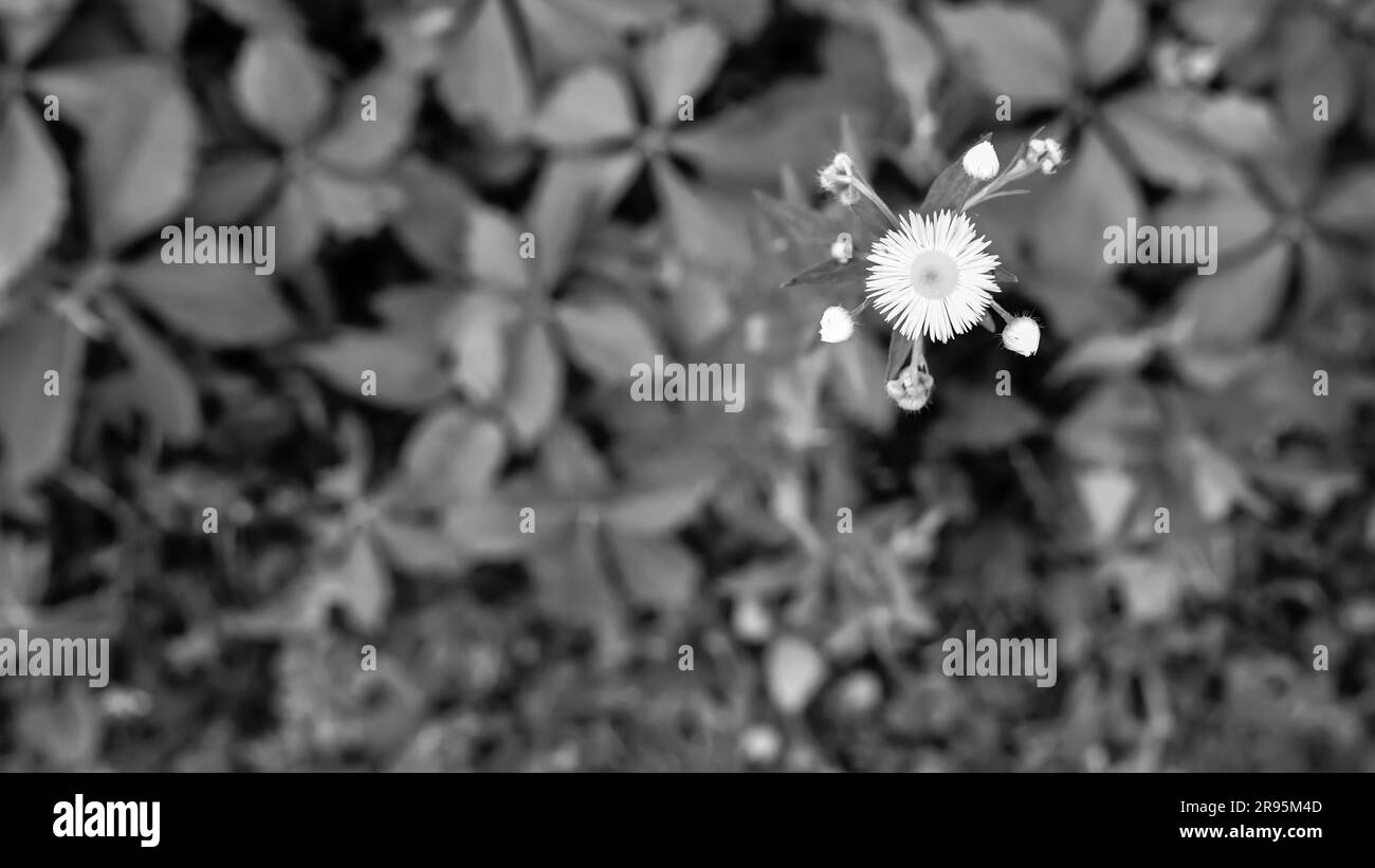 Single yellow wild flower Black and White Stock Photos & Images - Alamy