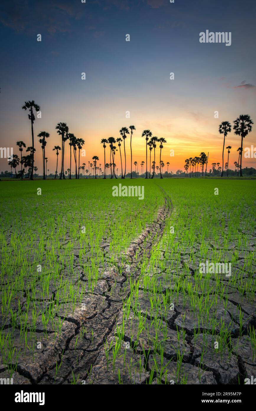Sugar palm tree at sunrise twilight in Thailand Stock Photo