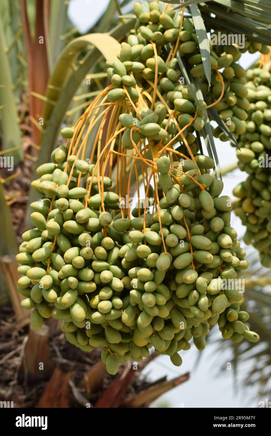 Dates hanging with tree. Bunch of raw dates in a fruit farm. Stock Photo