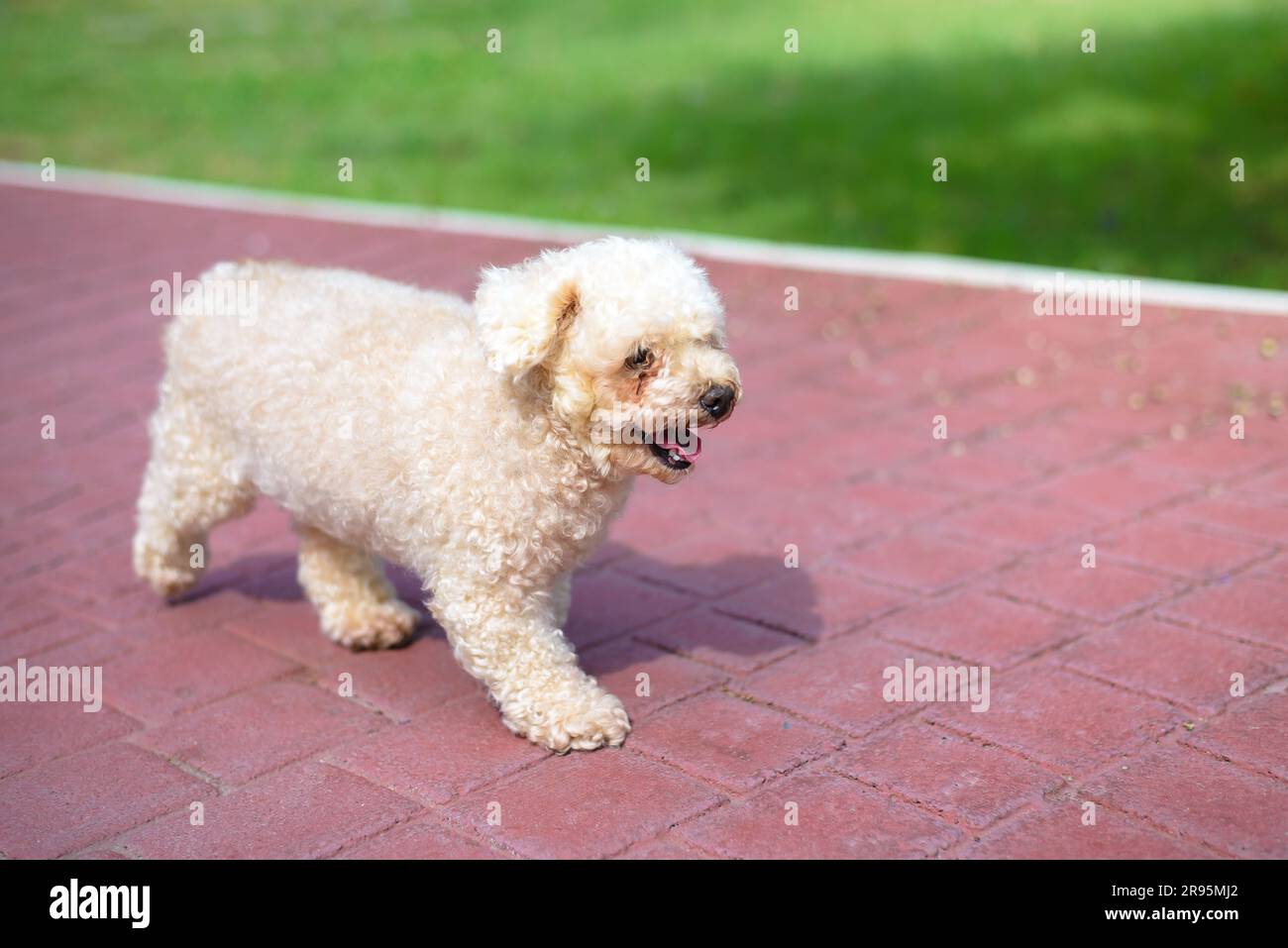 Poodle toy dog stroll in the park Stock Photo - Alamy