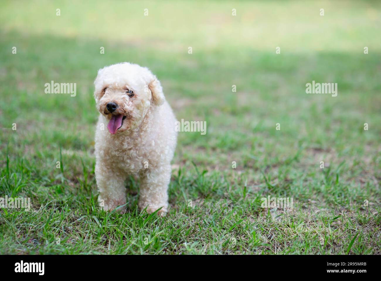 Poodle toy dog stroll in the park Stock Photo - Alamy