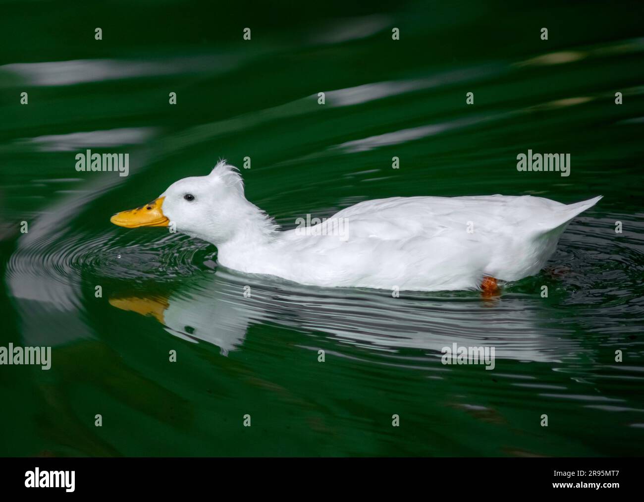 White duck swimming in water. Reflection in lake water. Calm and