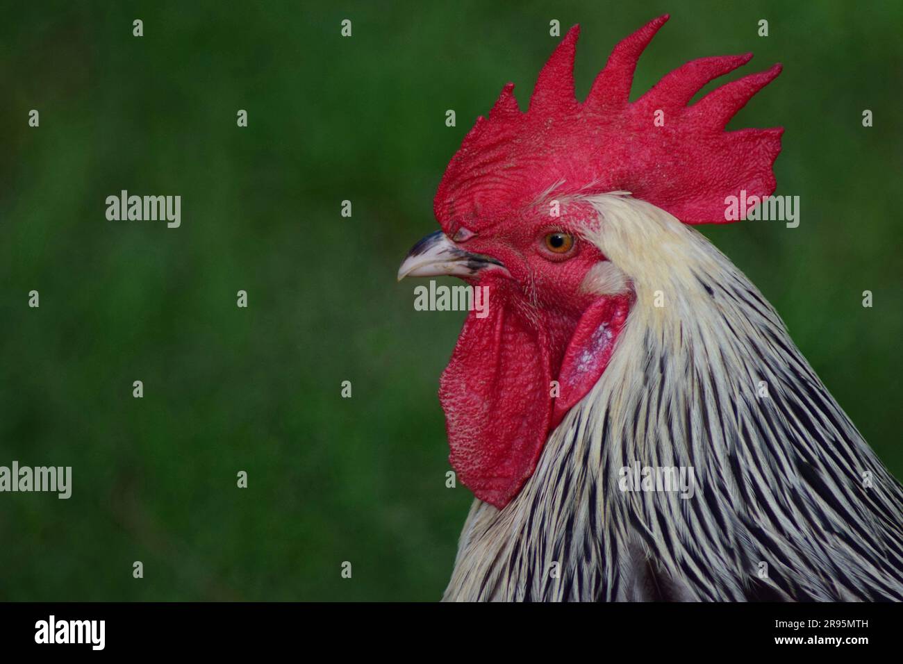 Rooster head close up. Chicken crest or comb. English sussex chicken breed. Stock Photo