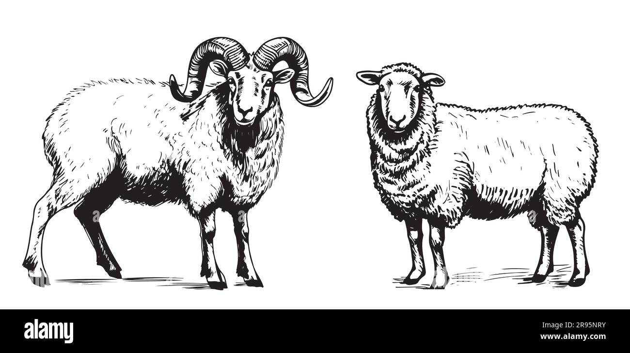 Sheep and ram breeding sketch hand drawn in doodle style illustration  Cartoon Stock Vector Image & Art - Alamy