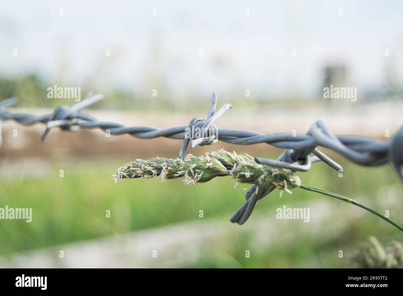 Barbed wire surrounding a farm yard Stock Photo Alamy