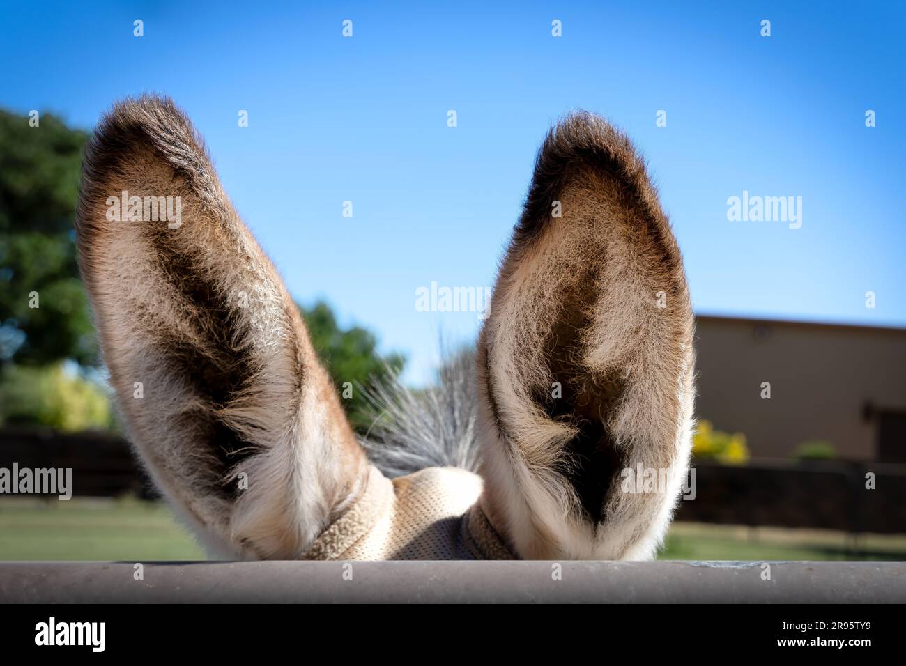 The fuzzy ears of a donkey at a farm near Las Cruces, New Mexico Stock ...