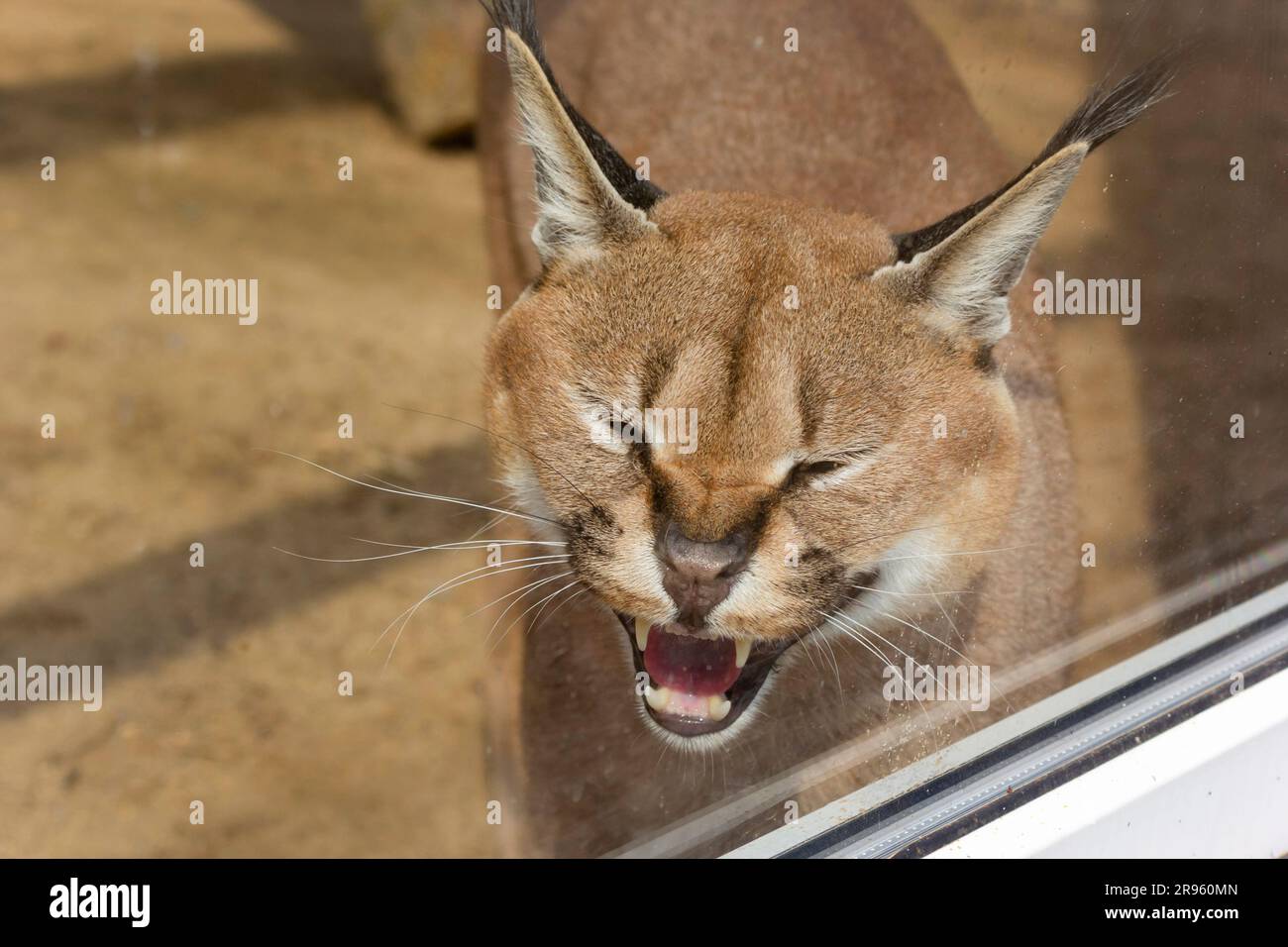 Steppe lynx, caracal in the zoo. Muzzle of a hissing and growling caracal Stock Photo