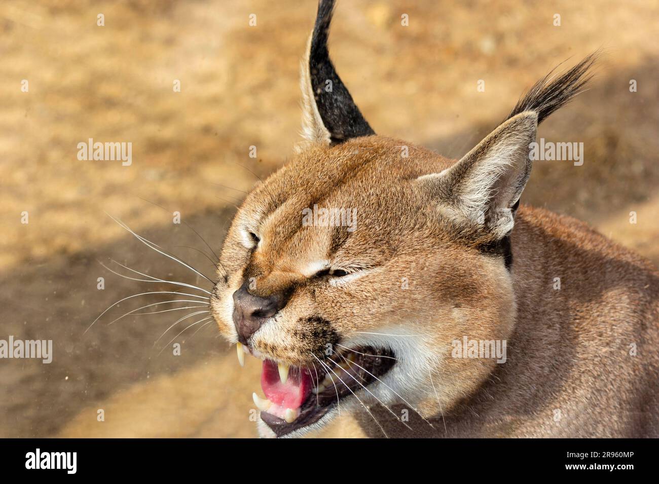 Steppe lynx, caracal in the zoo. Muzzle of a hissing and growling caracal Stock Photo