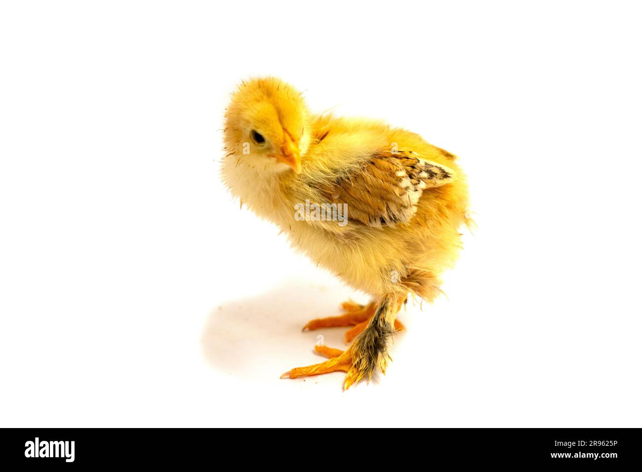 Yellow Brahma chick on white background, selective focus Stock Photo