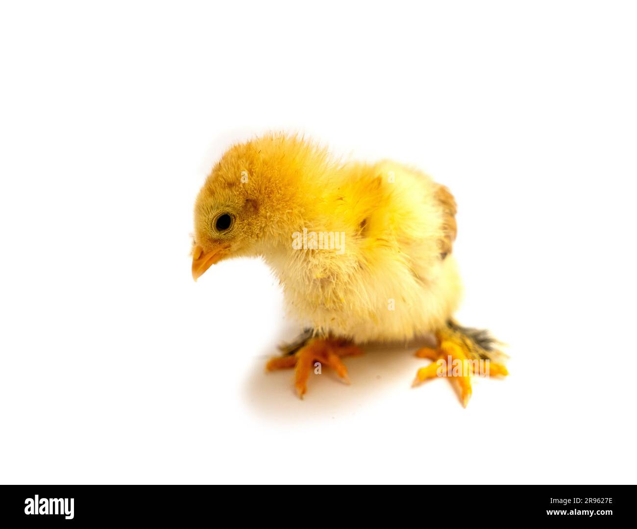 Yellow Brahma chick on white background, selective focus Stock Photo