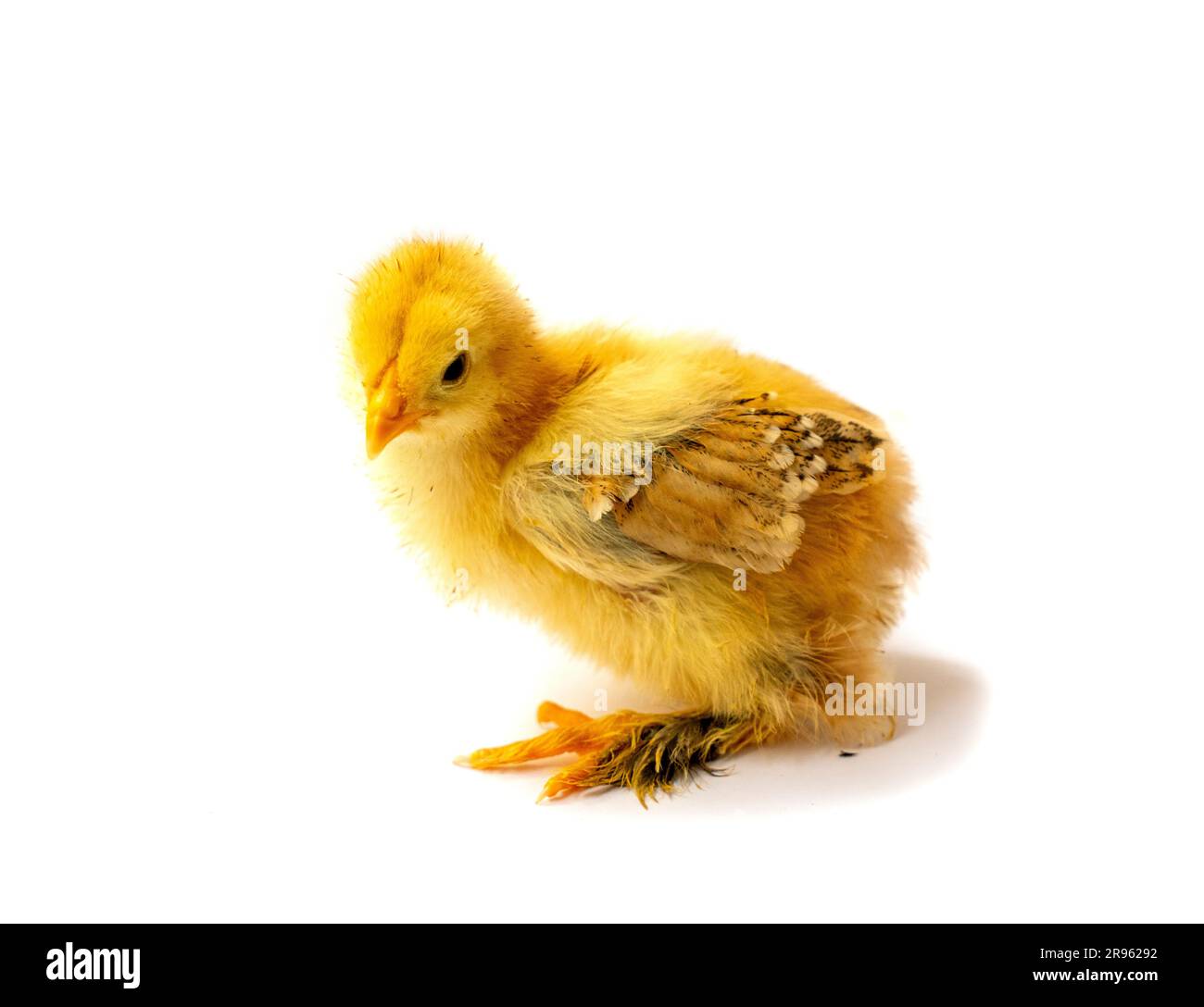 Yellow Brahma chick on white background, selective focus Stock Photo