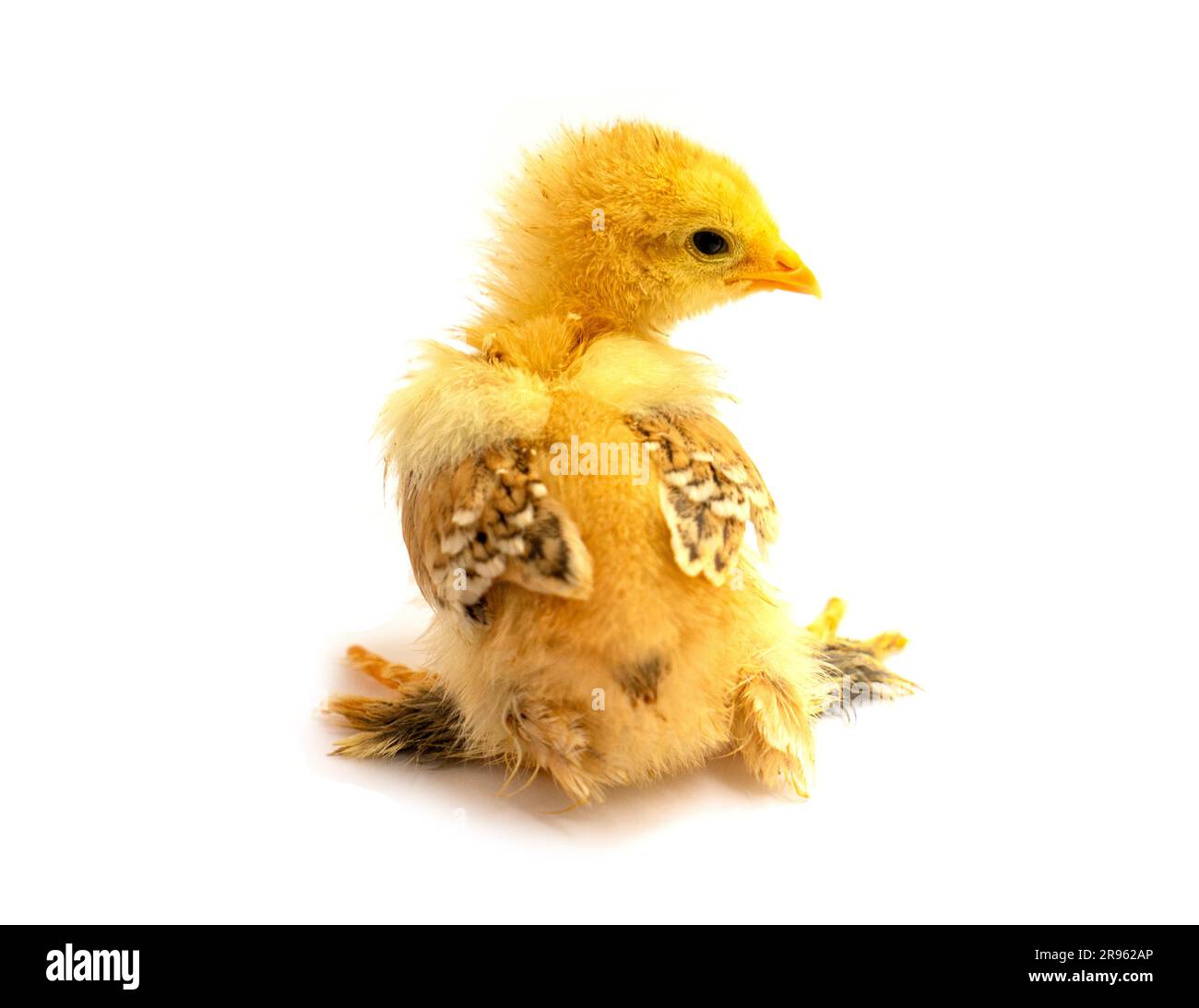 Yellow Brahma chick on white background, selective focus Stock Photo