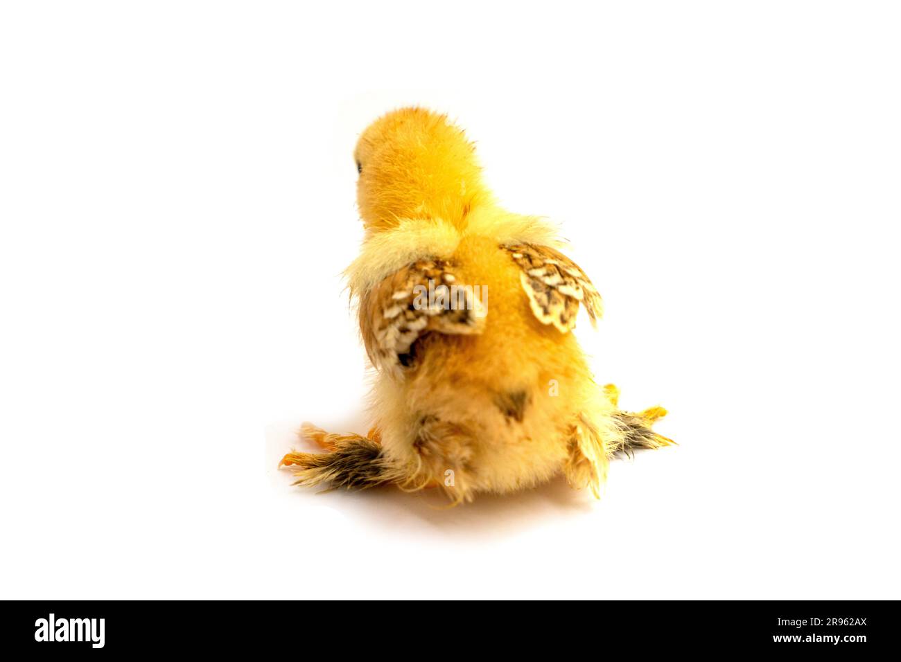 Yellow Brahma chick on white background, selective focus Stock Photo
