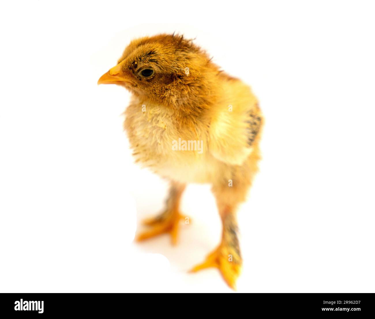 Yellow Brahma chick on white background, selective focus Stock Photo