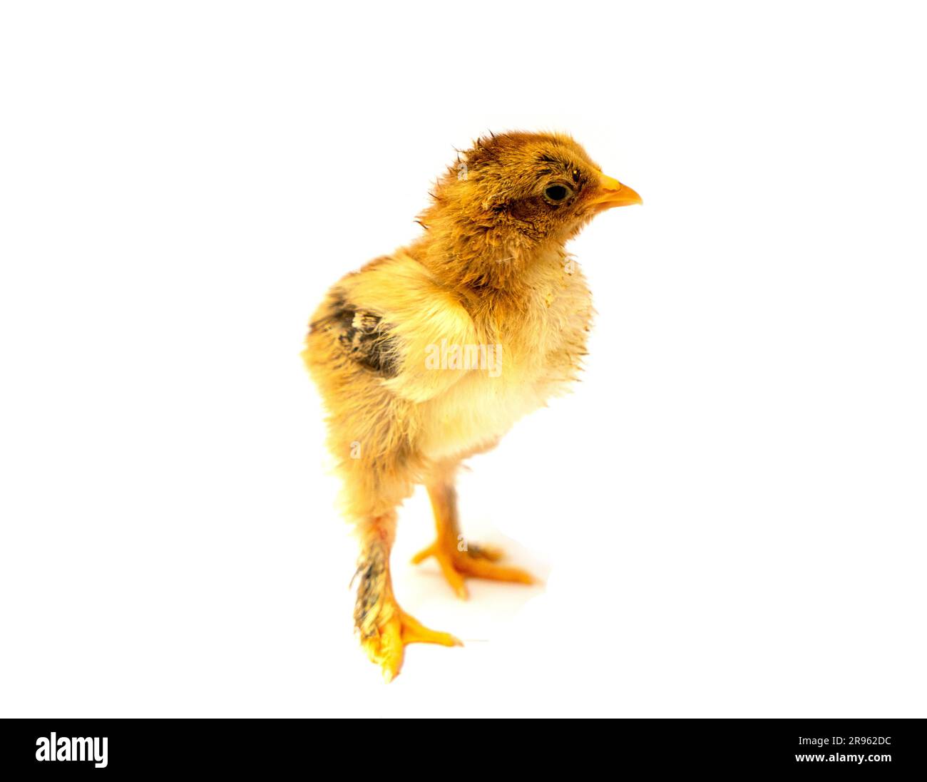 Yellow Brahma chick on white background, selective focus Stock Photo