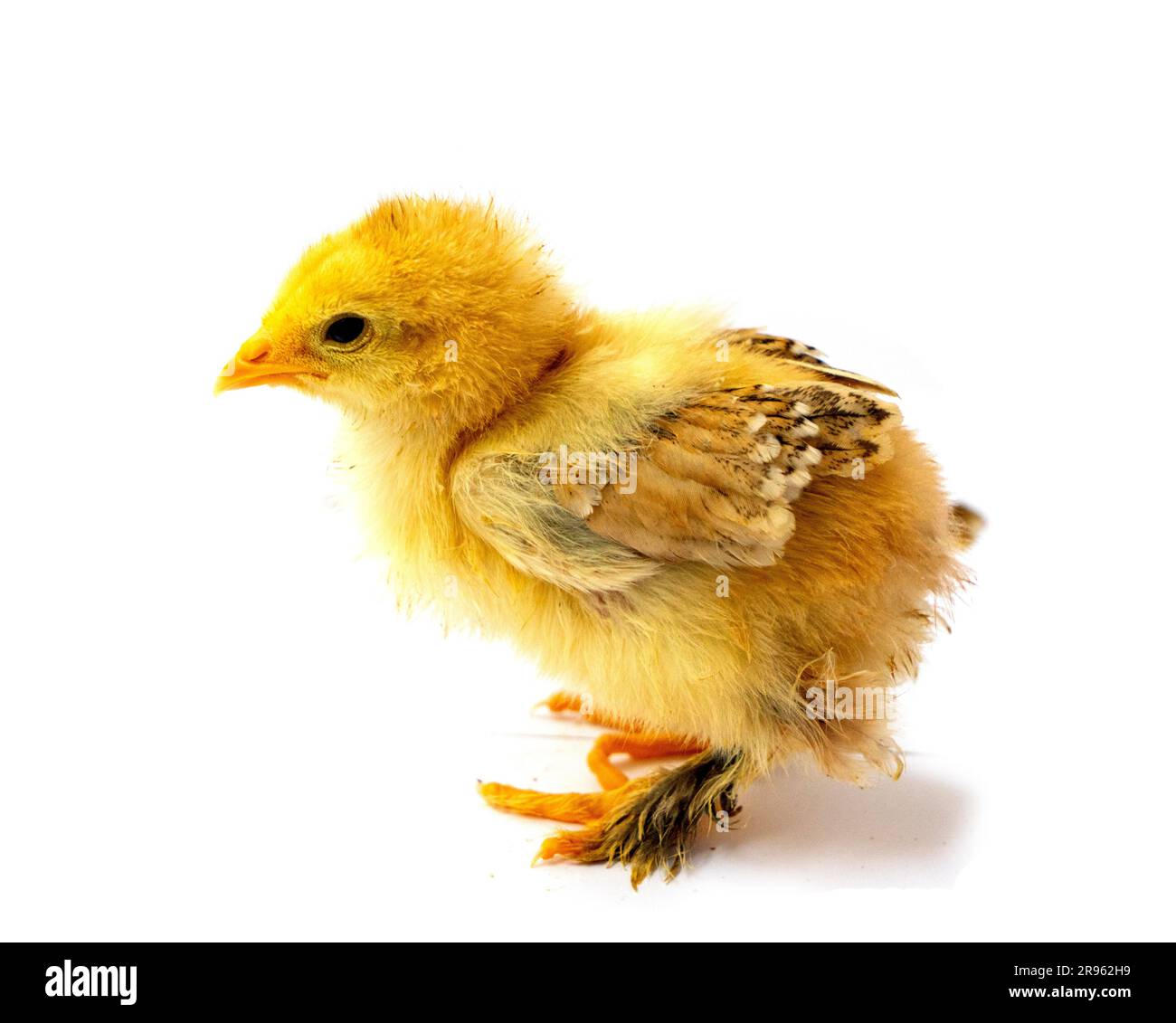 Yellow Brahma chick on white background, selective focus Stock Photo
