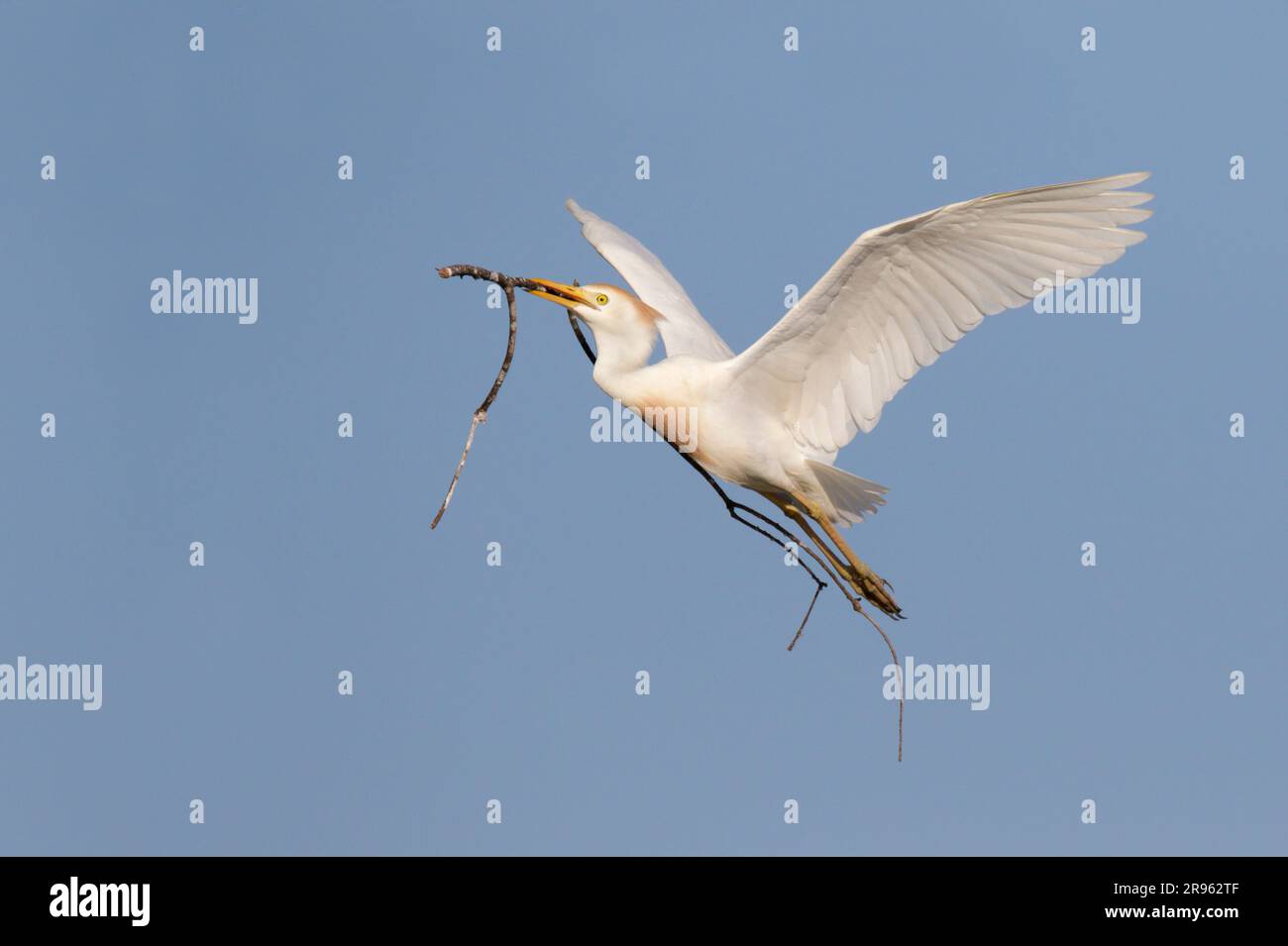 Cattle egret (Bubulcus ibis) flying with stick for nest in blue sky, Houston area, Texas, USA. Stock Photo