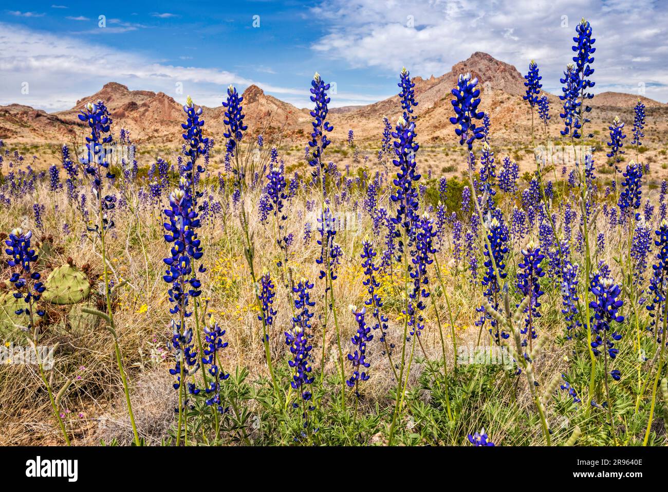 Bluebonnets blooming in March, Ross Maxwell Scenic Drive, Chihuahuan Desert, Big Bend National Park, Texas, USA Stock Photo