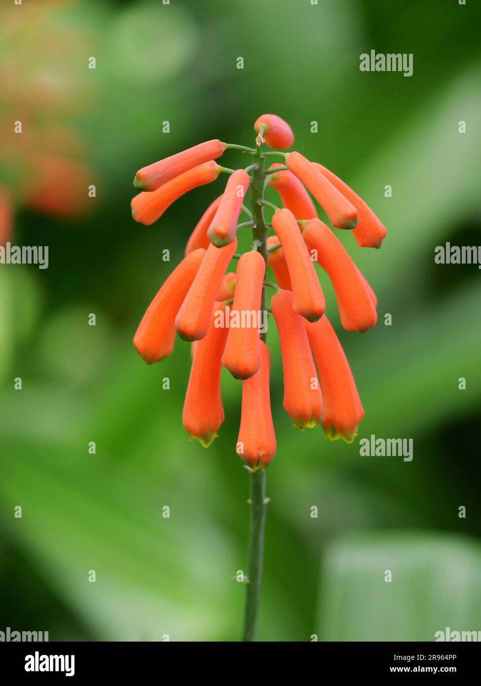 elongated orange buds of a lachenalia plant Stock Photo