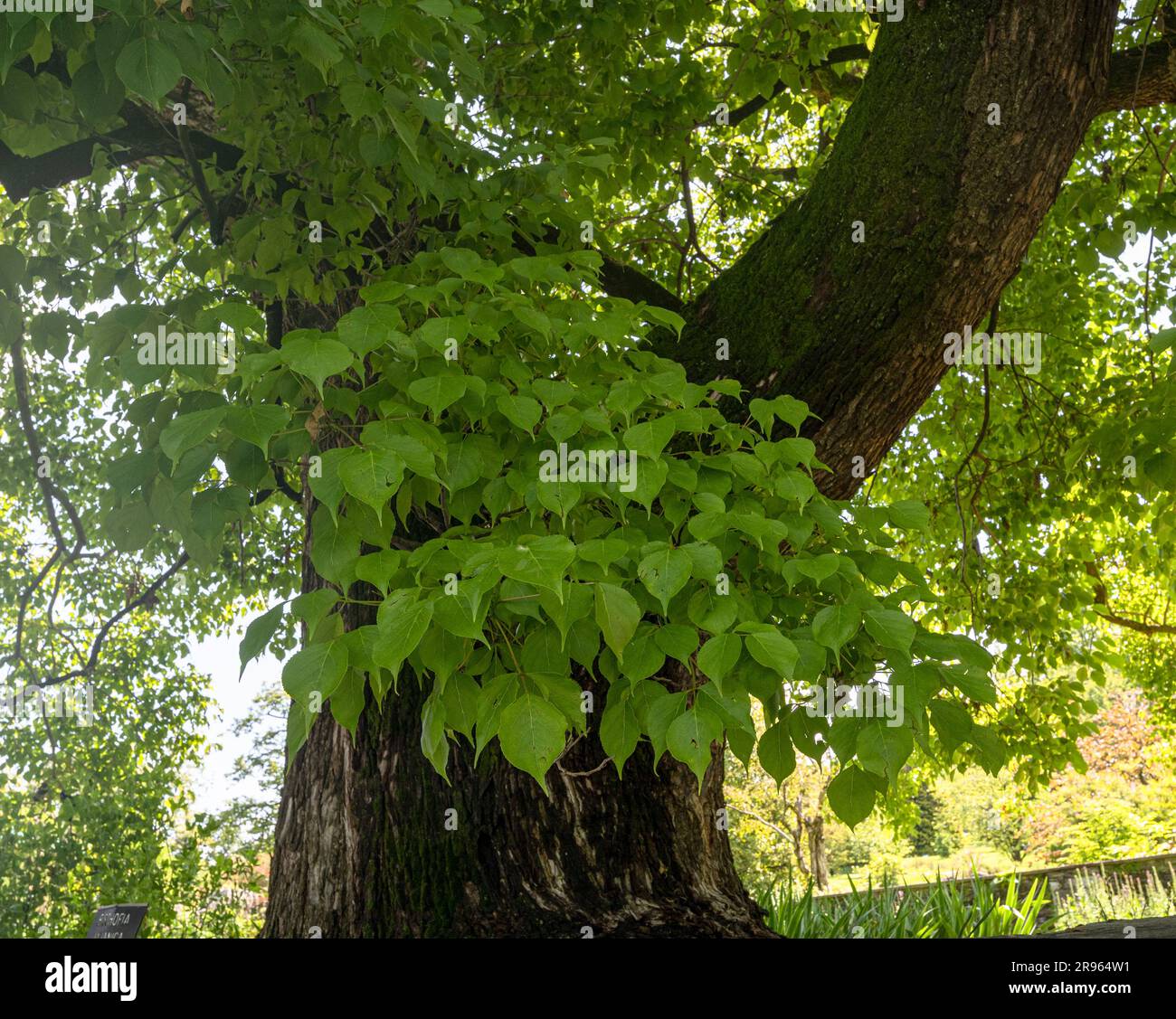 Leaves of Bischofia javanica. It occurs in Southeast Asia to Bangladesh, India, Pakistan and Nepal and in southern China. Stock Photo