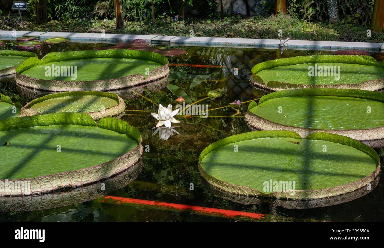 The extraordinarily large flower of the tropical water lily Victoria cruziana, the largest