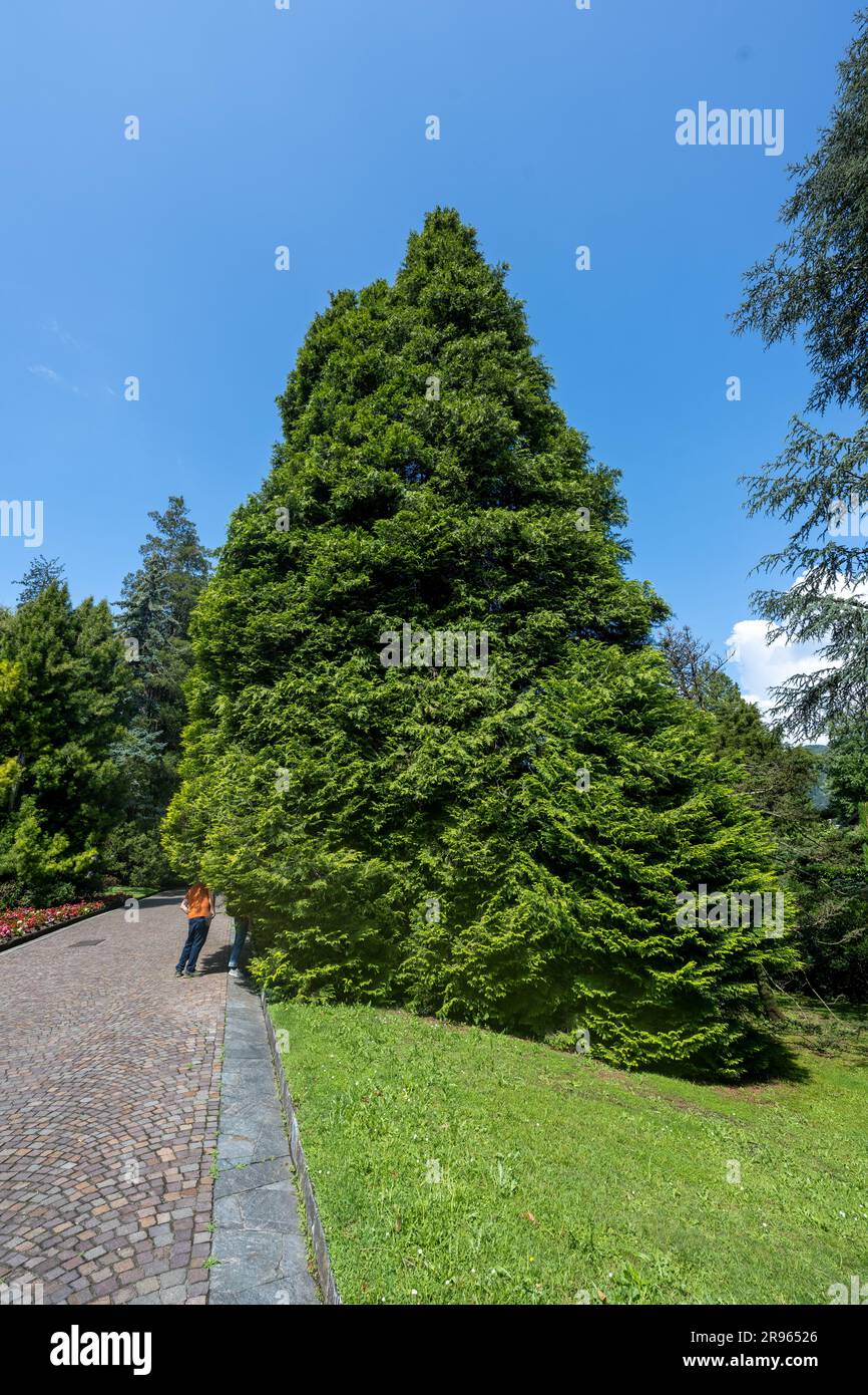 Lawson Cypress Chamaecyparis lawsoniana ´Lutea´ one large tree in garden Stock Photo