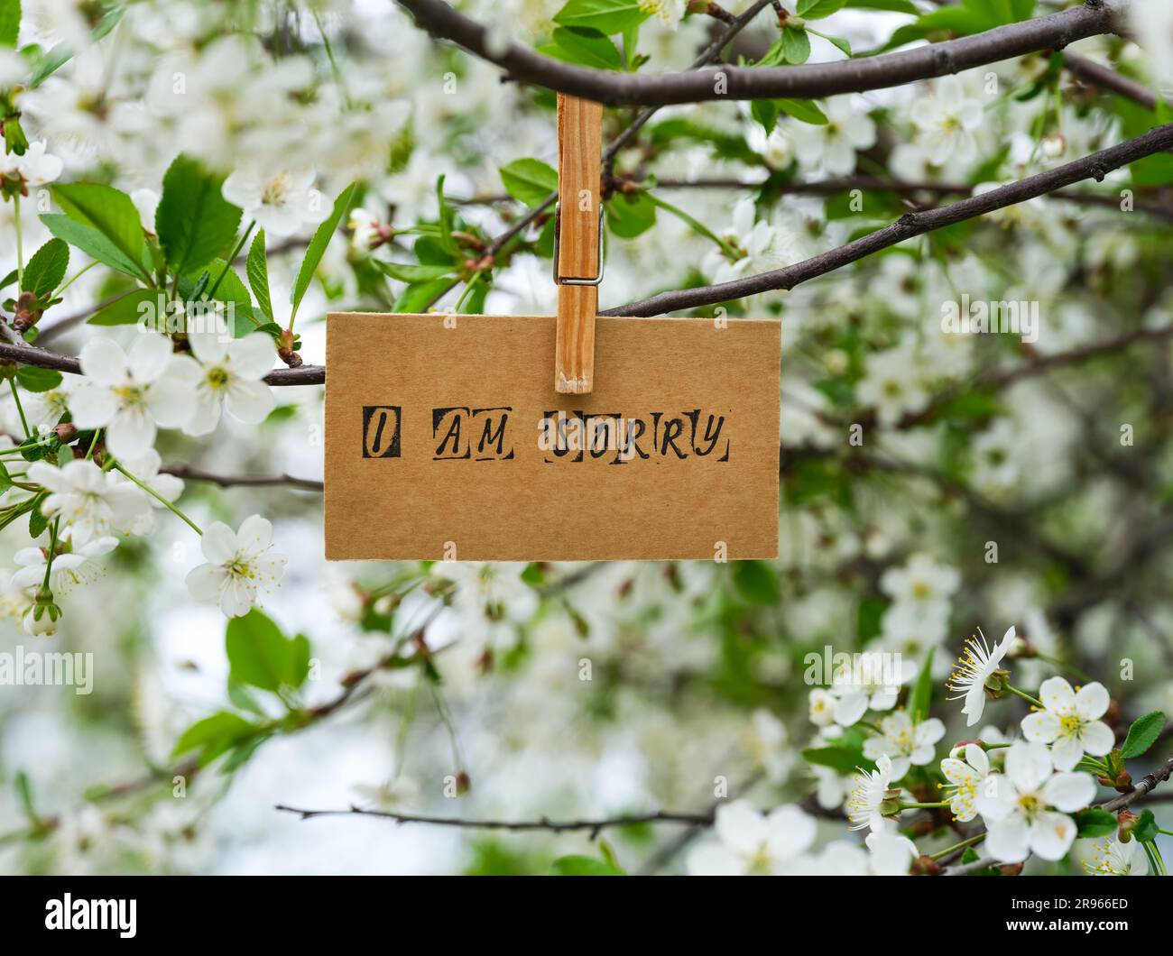 A piece of cardboard with the words I am Sorry on it hanging on a cherry tree branch with blossoms using a wooden clothespin. Stock Photo