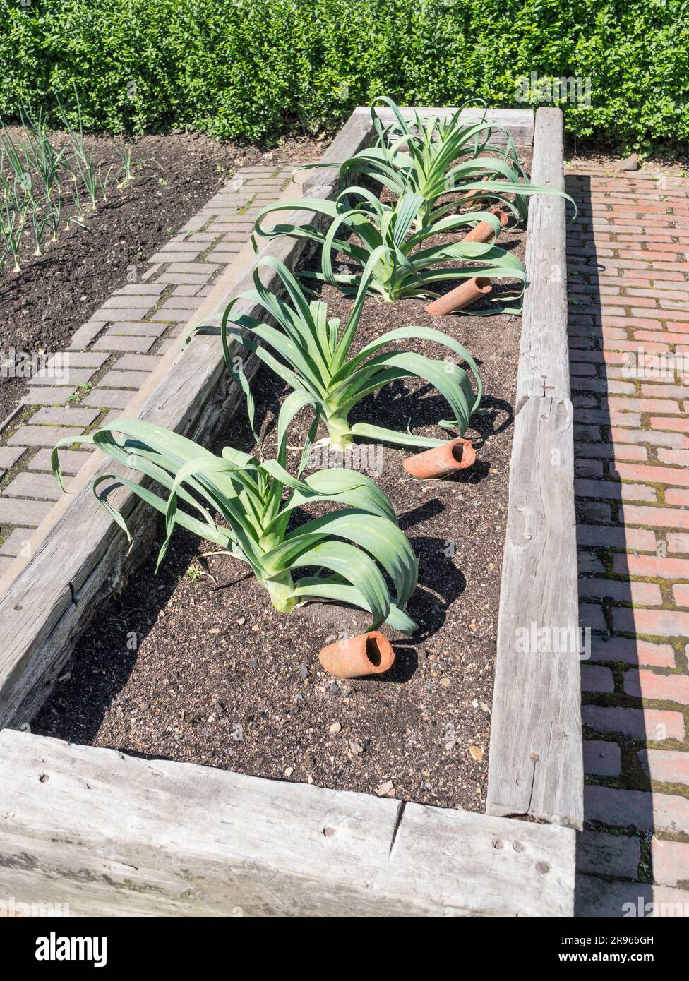 Show leeks growing in a traditional leek trench, north east England, UK Stock Photo
