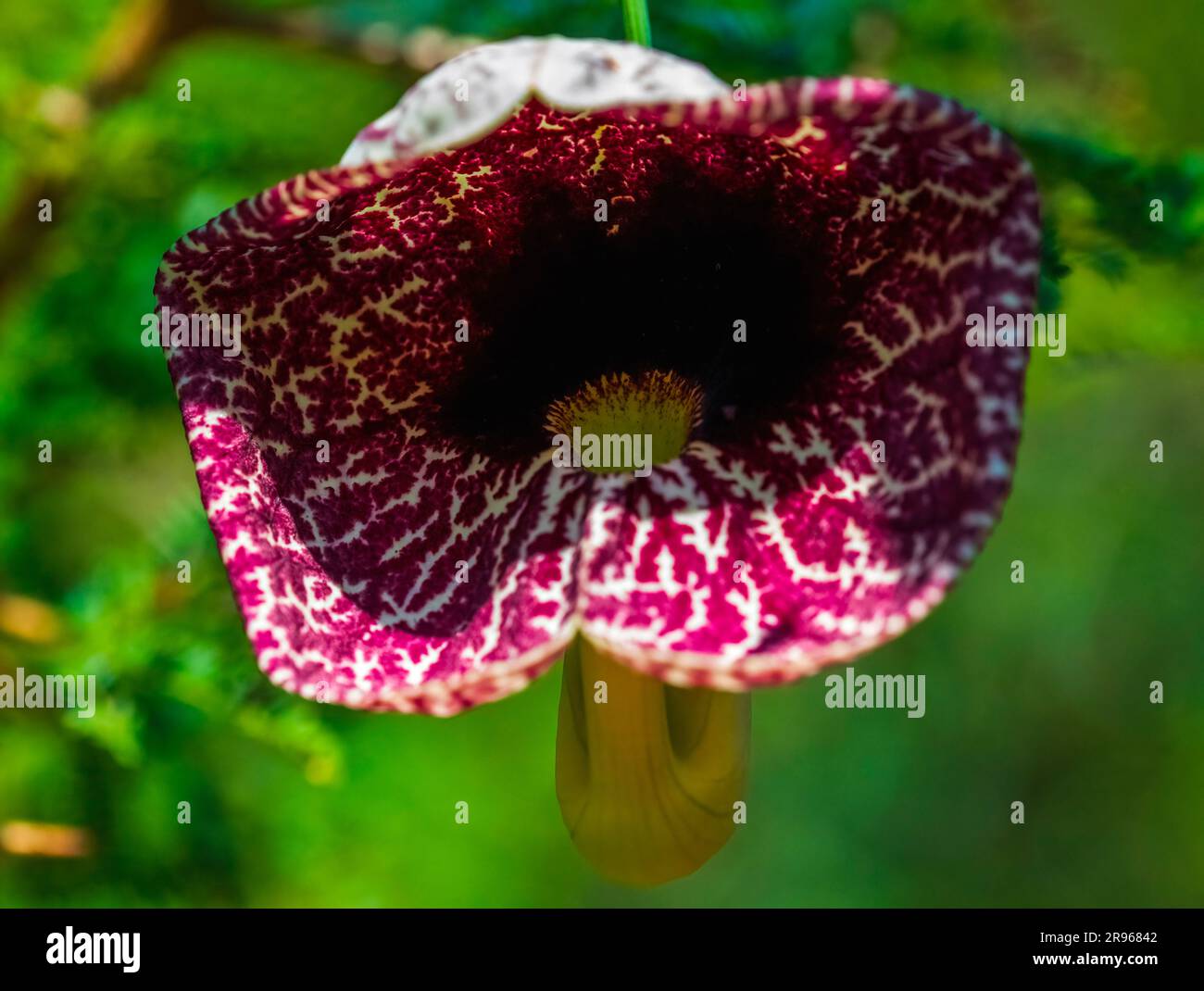 Calico flower. A close up of a calico flower (Aristolochia littoralis), also known as Dutchmen's pipe or locally as Oupa se pyp plant. Stock Photo