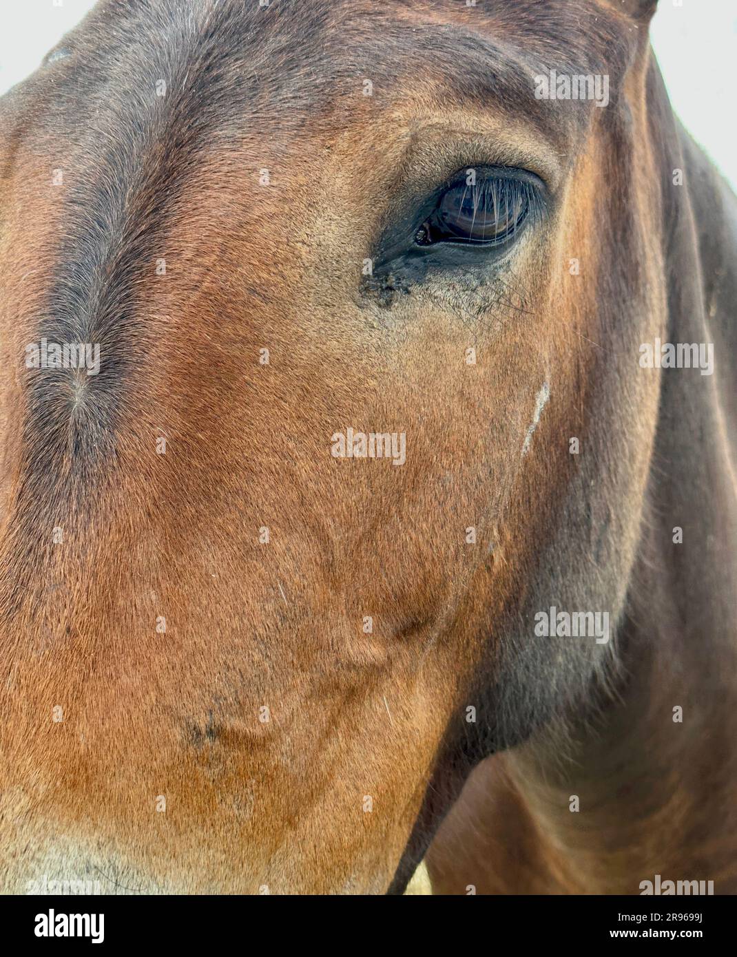 The eye closeup of a mule shows eyelashes with a brown eye color & a patient gentle look as the animal faces out to the camera. Horse family animal. Stock Photo