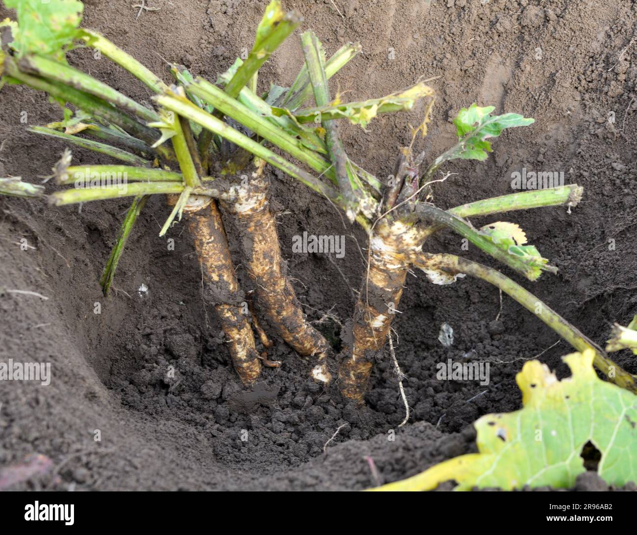 Curated visual reference: Visual Reference: Digging Horseradish Root Growing In Open Organic Soil Stock Photo