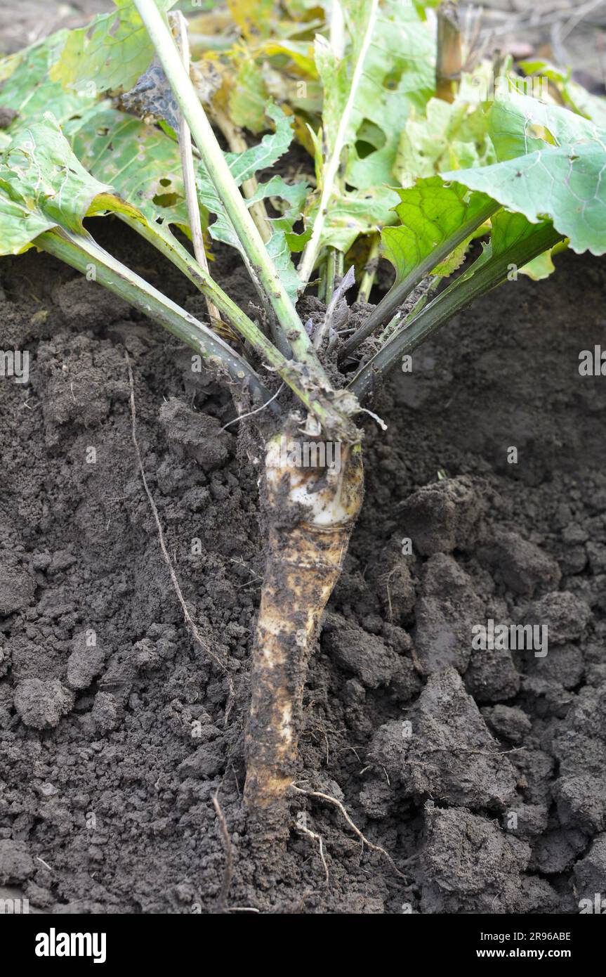 Digging horseradish root growing in open organic soil Stock Photo Alamy