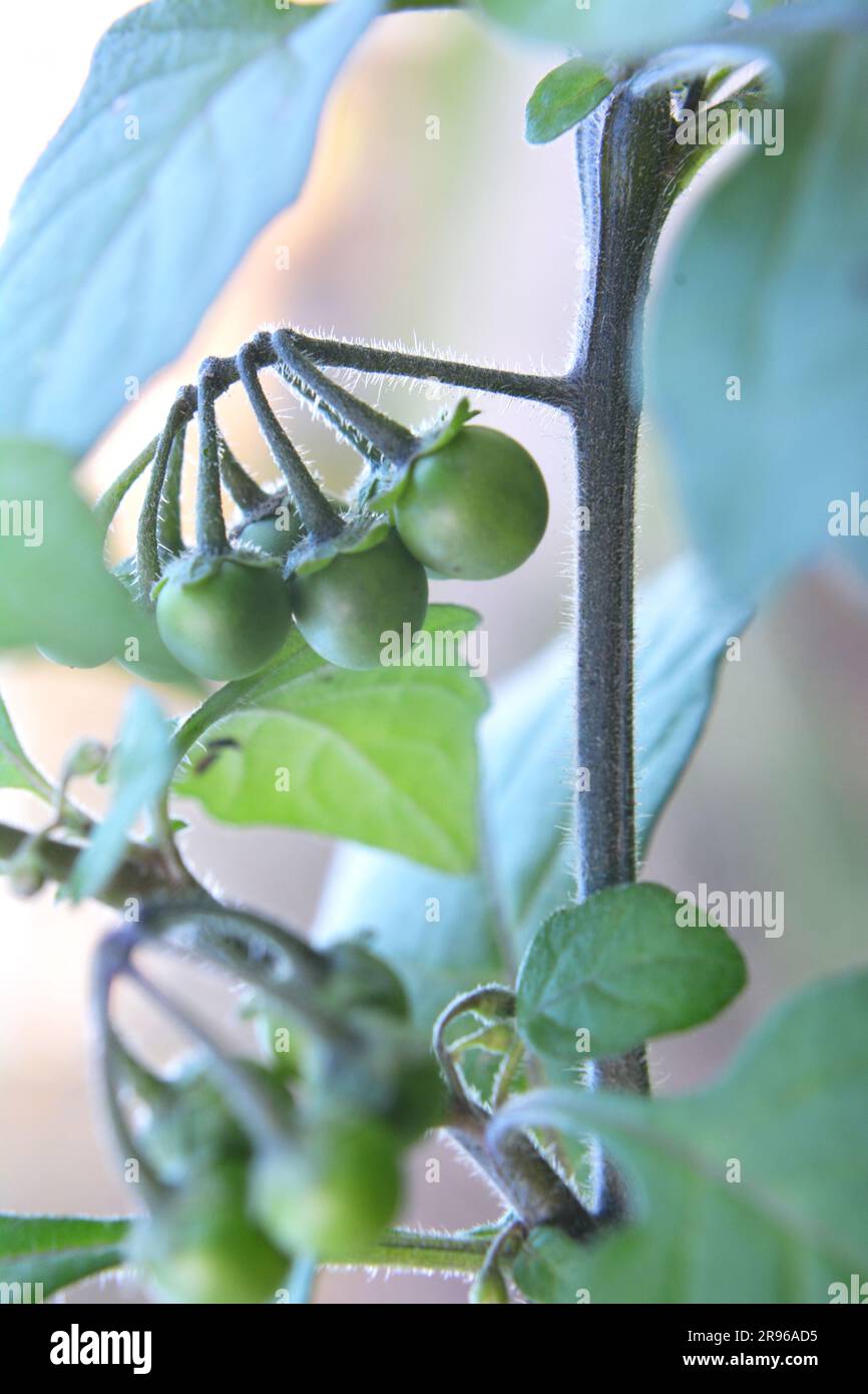 In nature grows plant with poisonous berries nightshade (Solanum nigrum) Stock Photo