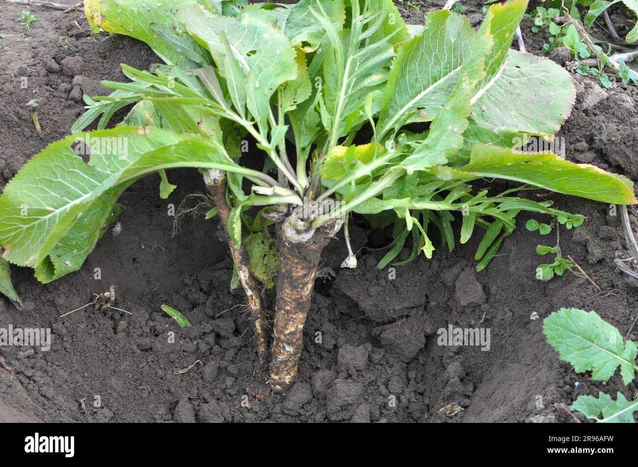 Digging horseradish root growing in open organic soil Stock Photo